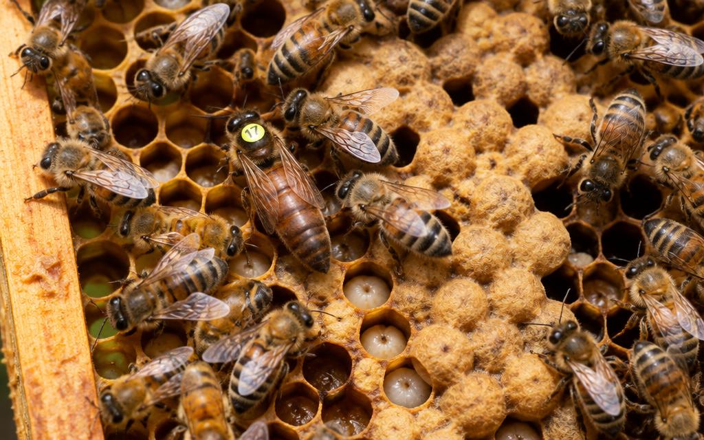 Bee Biology & Colony Organization